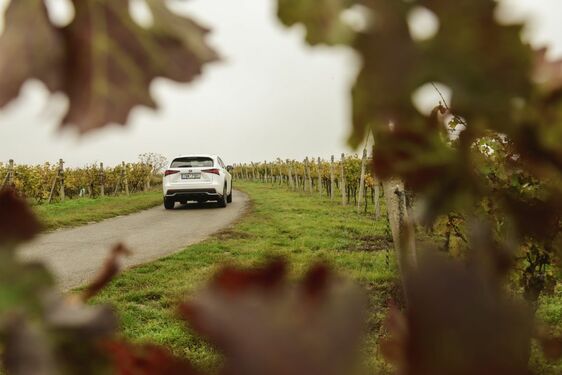 POČESKU - JIŽNÍ MORAVA