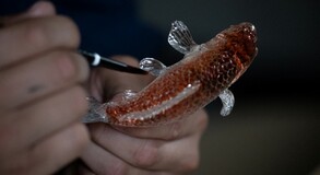 LÍZANKY – ZOZNÁMTE SA S MAJSTROM CUKROVINKÁROM ŠINRIM TEZUKOM