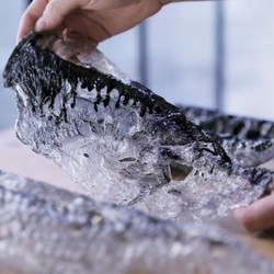 Bio.Scales, by Sutherlin Santo