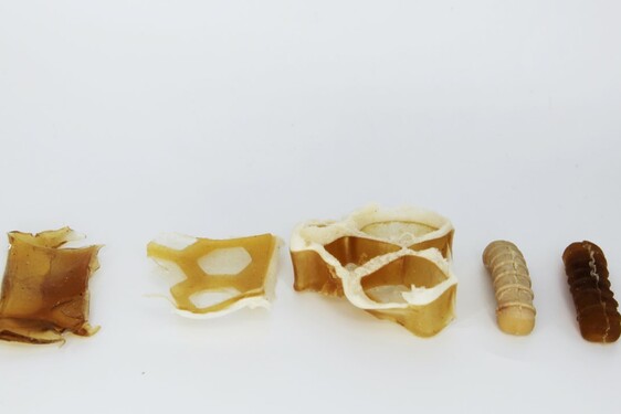 CHITOFOAM BY CHARLOTTE BÖHNING & MARY LEMPRES